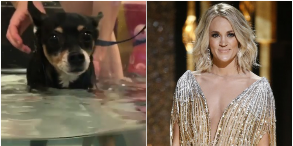Carrie Underwood’s Beloved Dog in Recovery After Suffering Paralysis