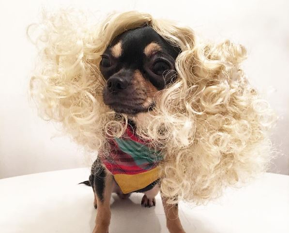 A Dog Named Dolly Pawton Has Better Style Than Anyone Ever