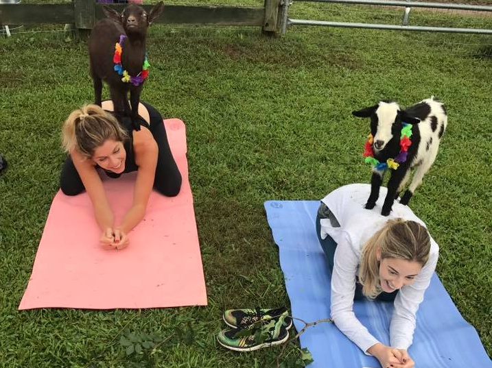 KB in the City: Nashville Goat Yoga