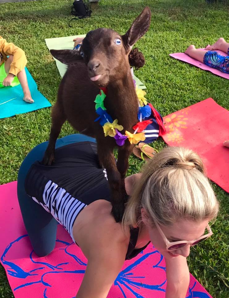 Photo by Goat Yoga Nashville