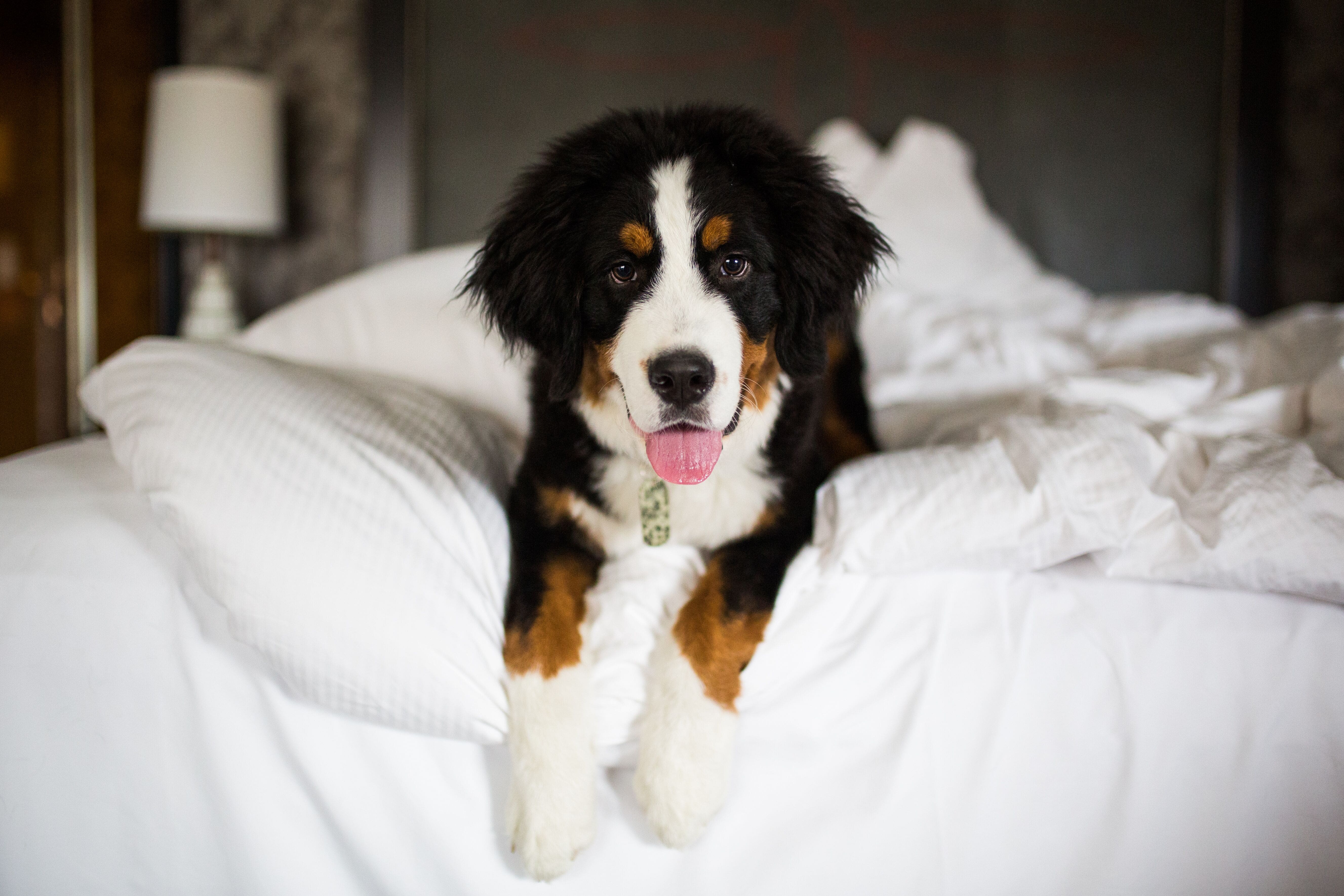 Kilo, the Loews Vanderbilt Hotel's dog-friendly mascot; photo courtesy of Loews Hotels