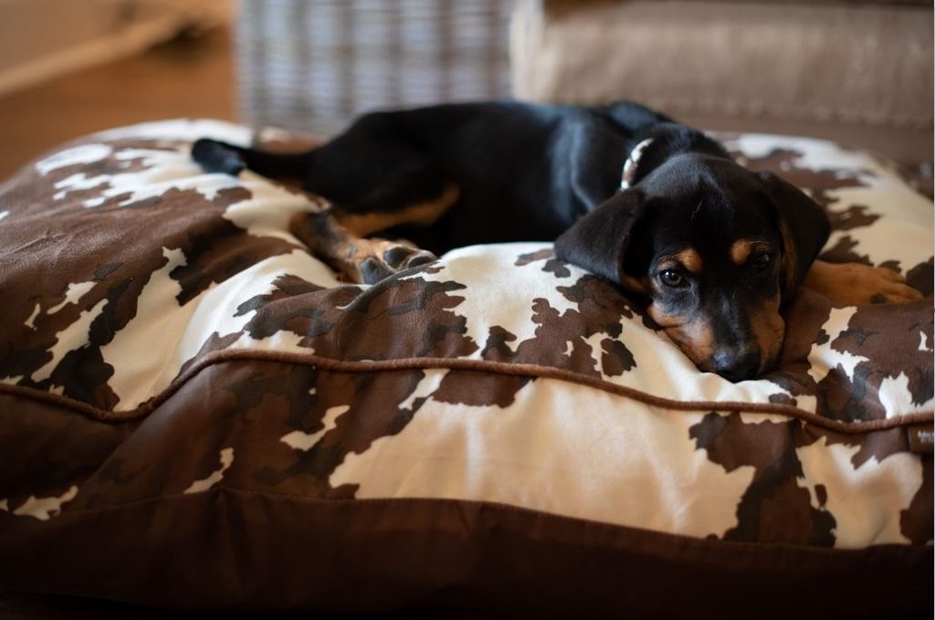 Puppy with a Muttnation Cow Print Bed; Photo Credit: Jamie Wright